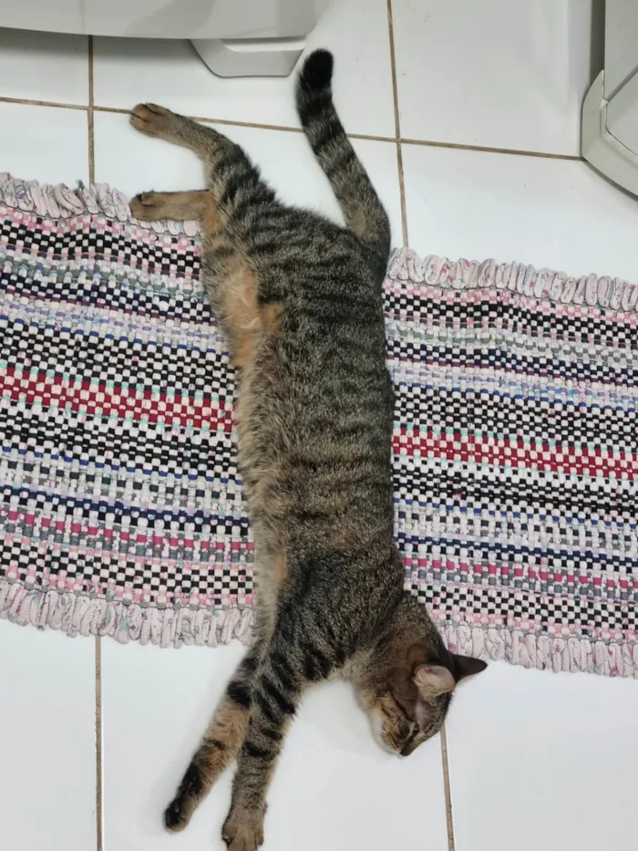 Gato ra a Srd idade 2 anos nome Vicky