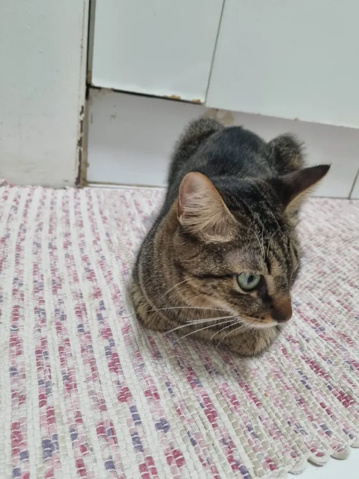 Gato ra a Srd idade 2 anos nome Vicky