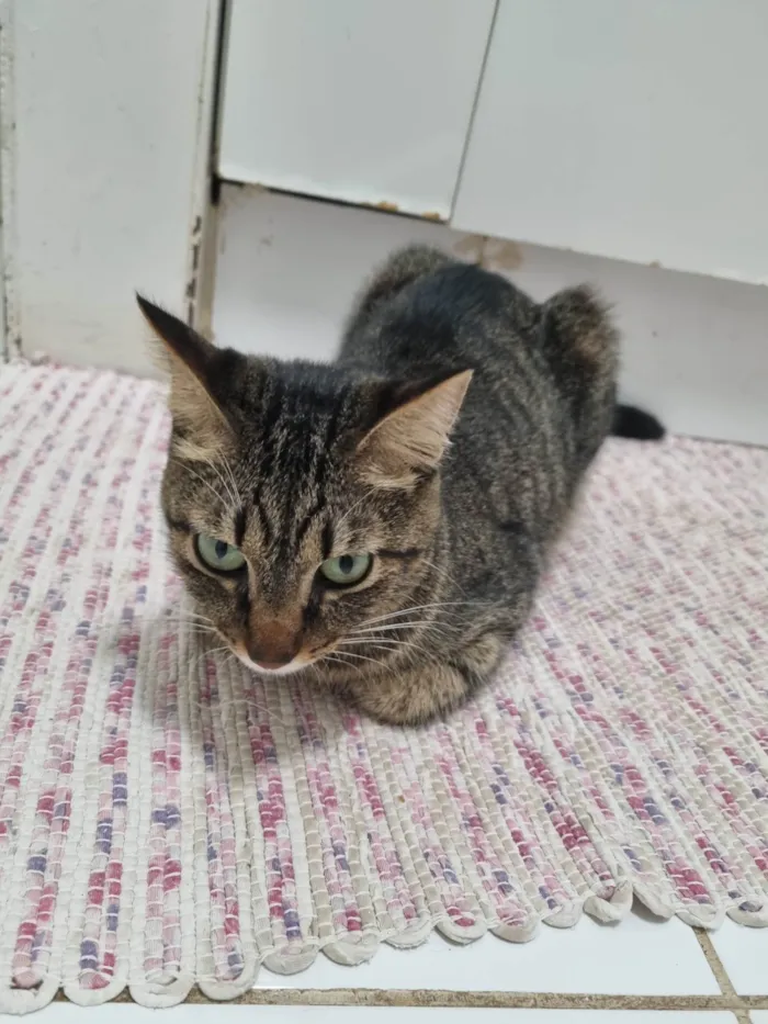 Gato ra a Srd idade 2 anos nome Vicky