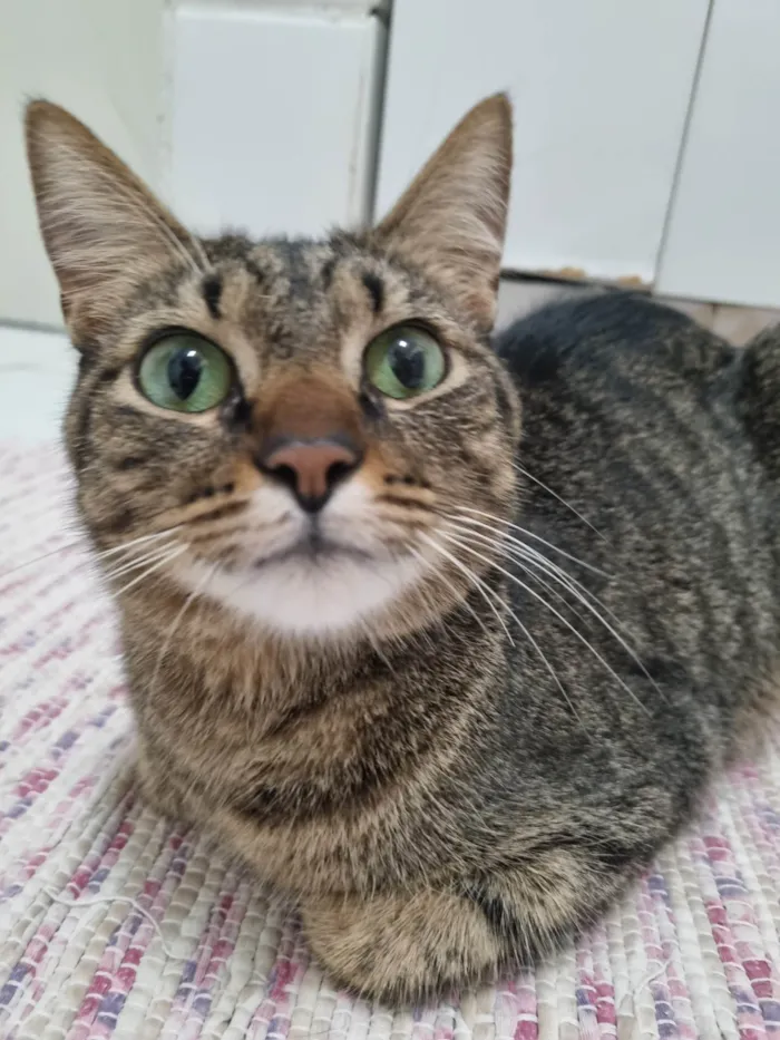 Gato ra a Srd idade 2 anos nome Vicky