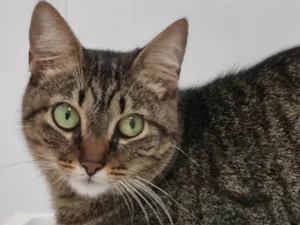 Gato raça Srd idade 2 anos nome Vicky