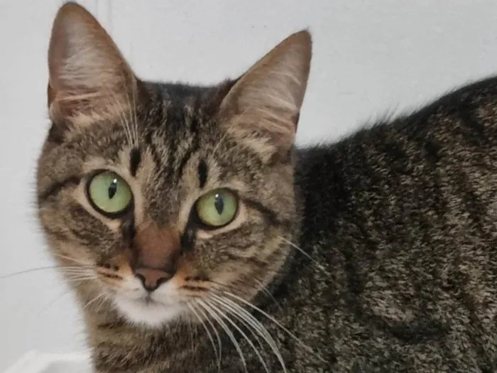 Gato ra a Srd idade 2 anos nome Vicky