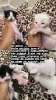 Não tem