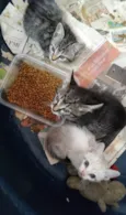 Juma, Megg e Linda