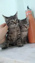 Juma, Megg e Linda
