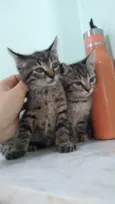 Juma, Megg e Linda