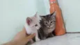 Juma, Megg e Linda