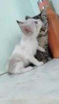 Juma, Megg e Linda