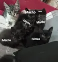 Não tem 
