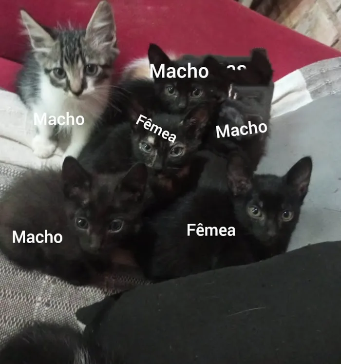 Gato ra a SRD-ViraLata idade 2 a 6 meses nome Não tem 