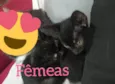 Não tem 