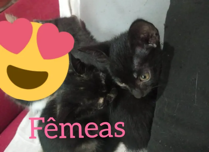 Gato ra a SRD-ViraLata idade 2 a 6 meses nome Não tem 