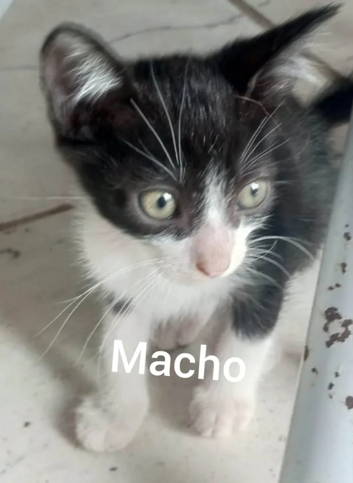 Gato ra a SRD-ViraLata idade 2 a 6 meses nome Não tem 