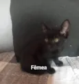 Não tem 