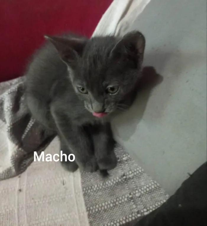 Gato ra a SRD-ViraLata idade 2 a 6 meses nome Não tem 