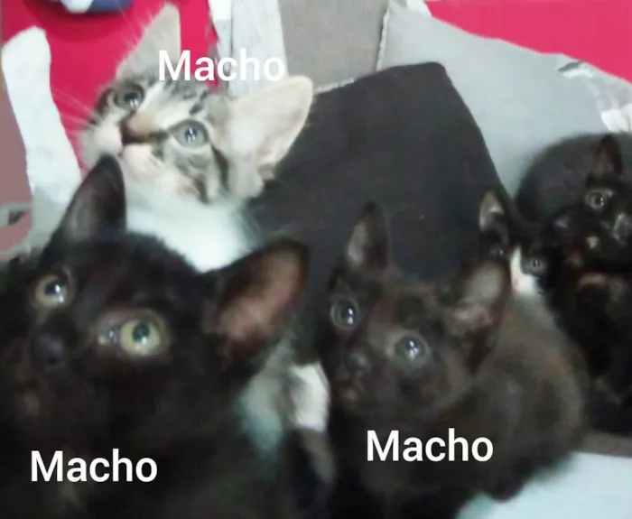 Gato ra a SRD-ViraLata idade 2 a 6 meses nome Não tem 