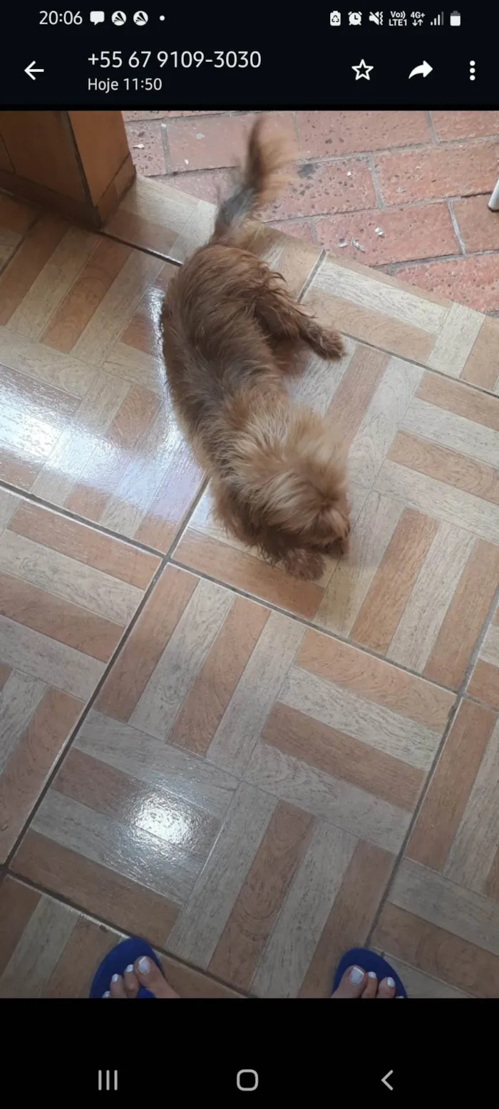 Cachorro ra a  idade 7 a 11 meses nome Bidu