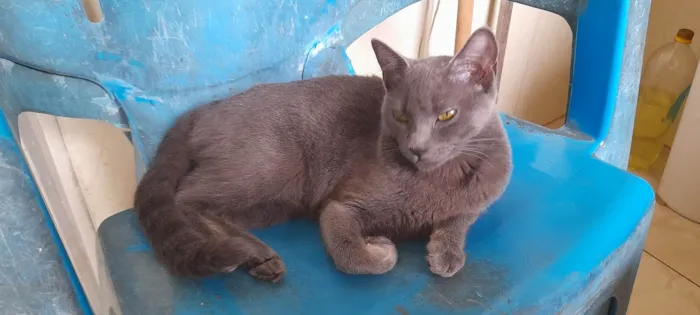 Gato ra a SRD idade 7 a 11 meses nome Juninha