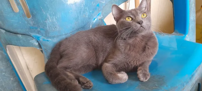 Gato ra a SRD idade 7 a 11 meses nome Juninha