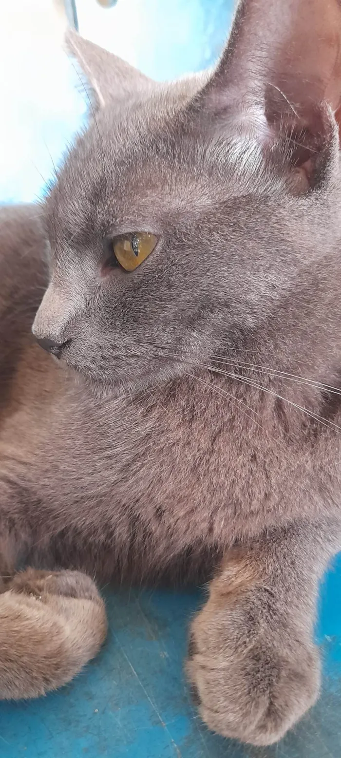 Gato ra a SRD idade 7 a 11 meses nome Juninha