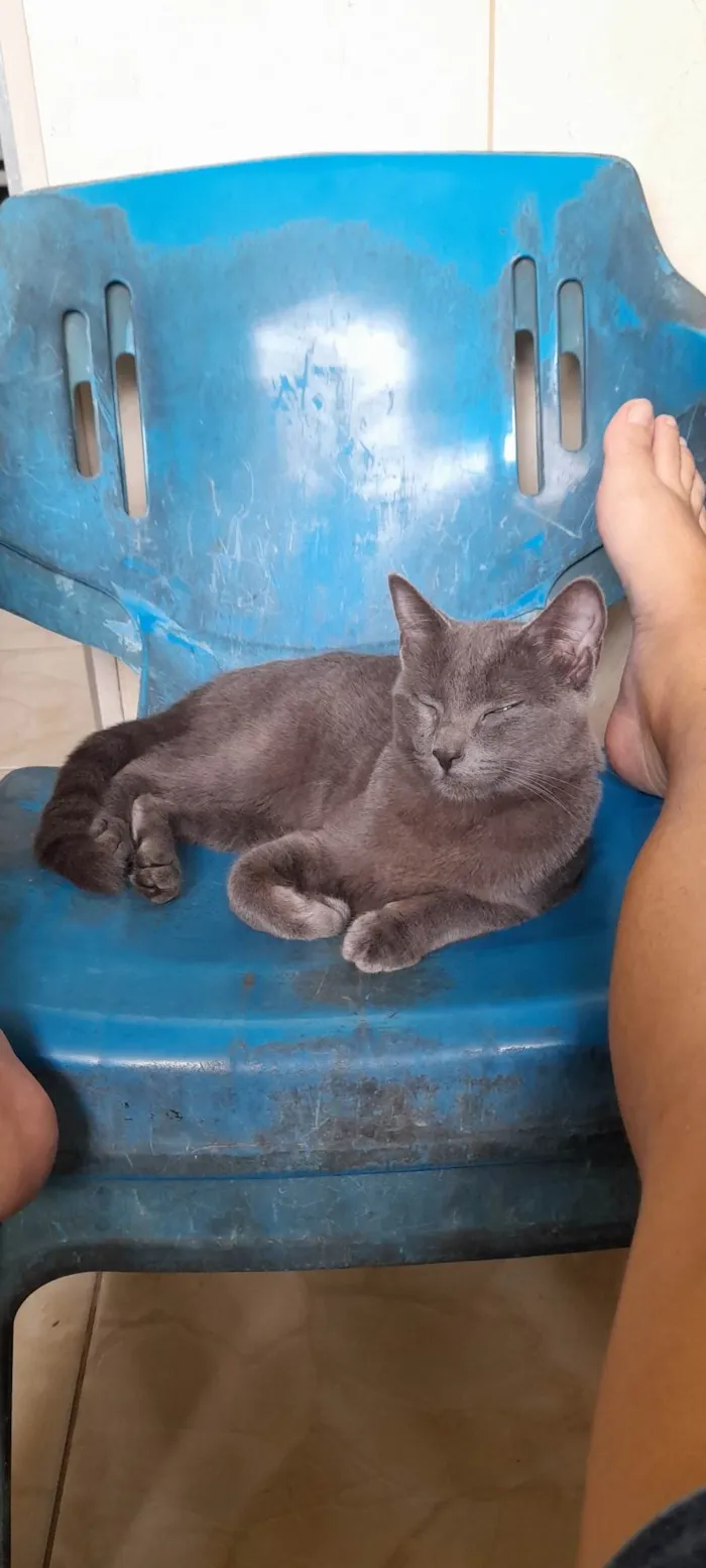 Gato ra a SRD idade 7 a 11 meses nome Juninha