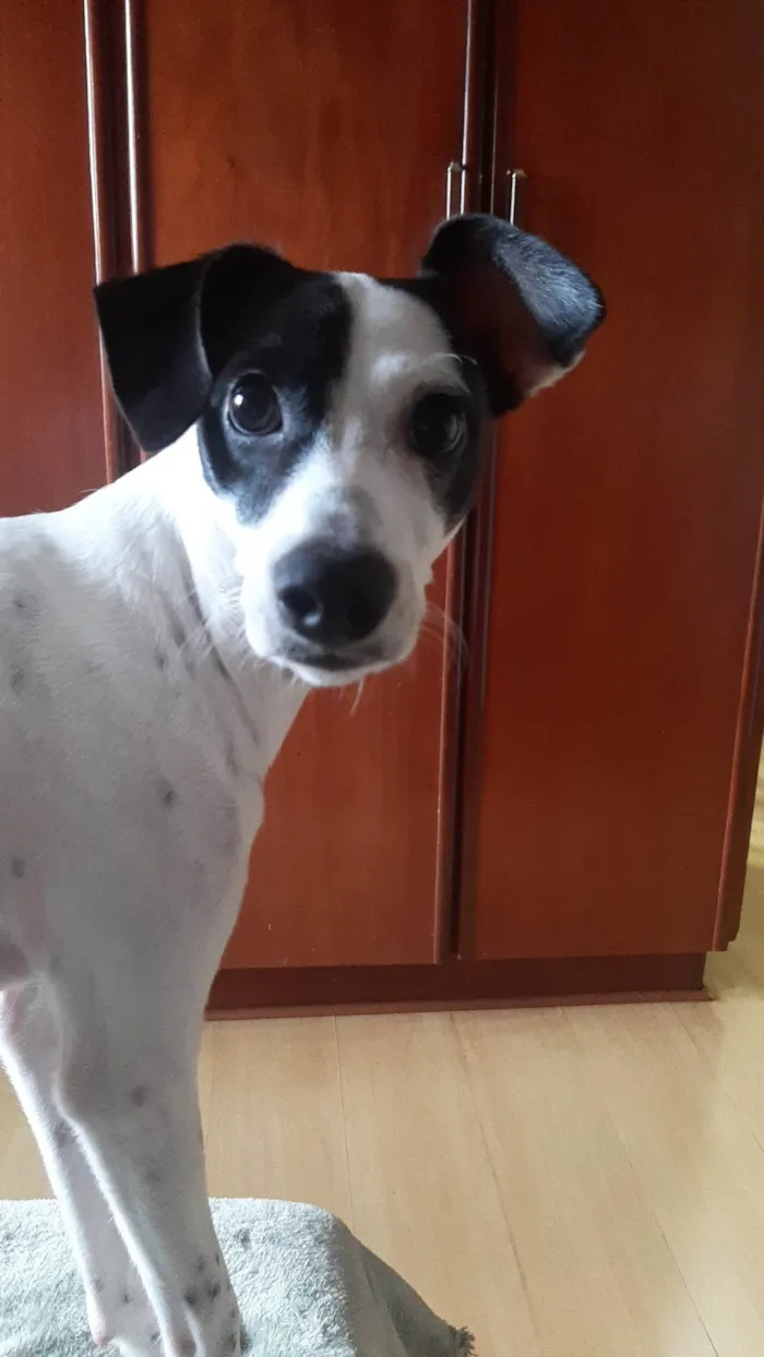 Cachorro ra a Russel terrie idade 7 a 11 meses nome Bingo