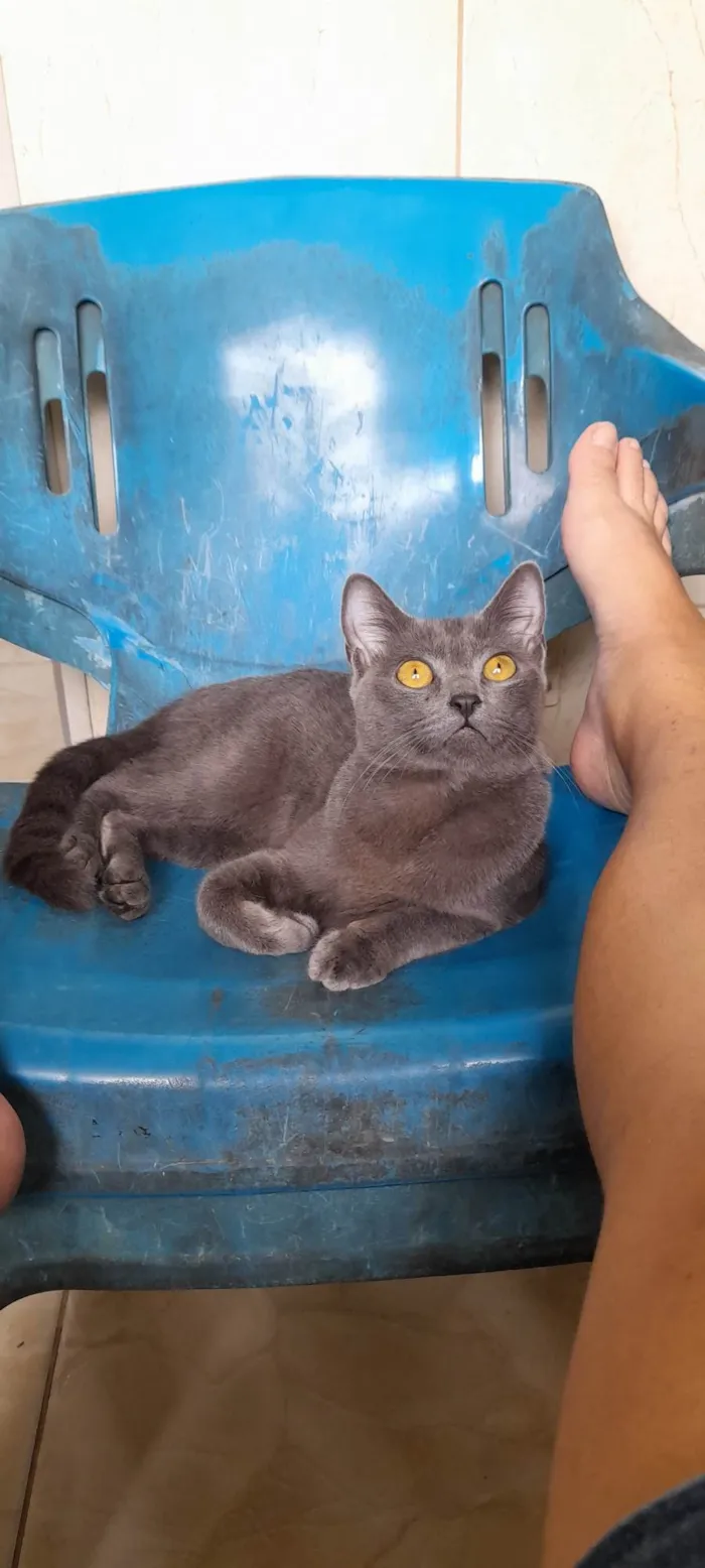 Gato ra a SRD idade 7 a 11 meses nome Juninha