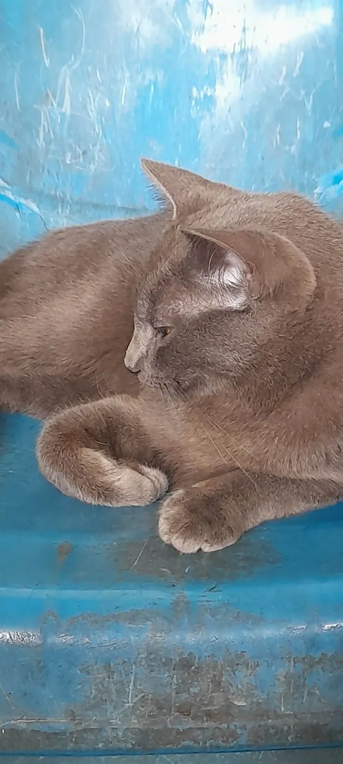 Gato ra a SRD idade 7 a 11 meses nome Juninha