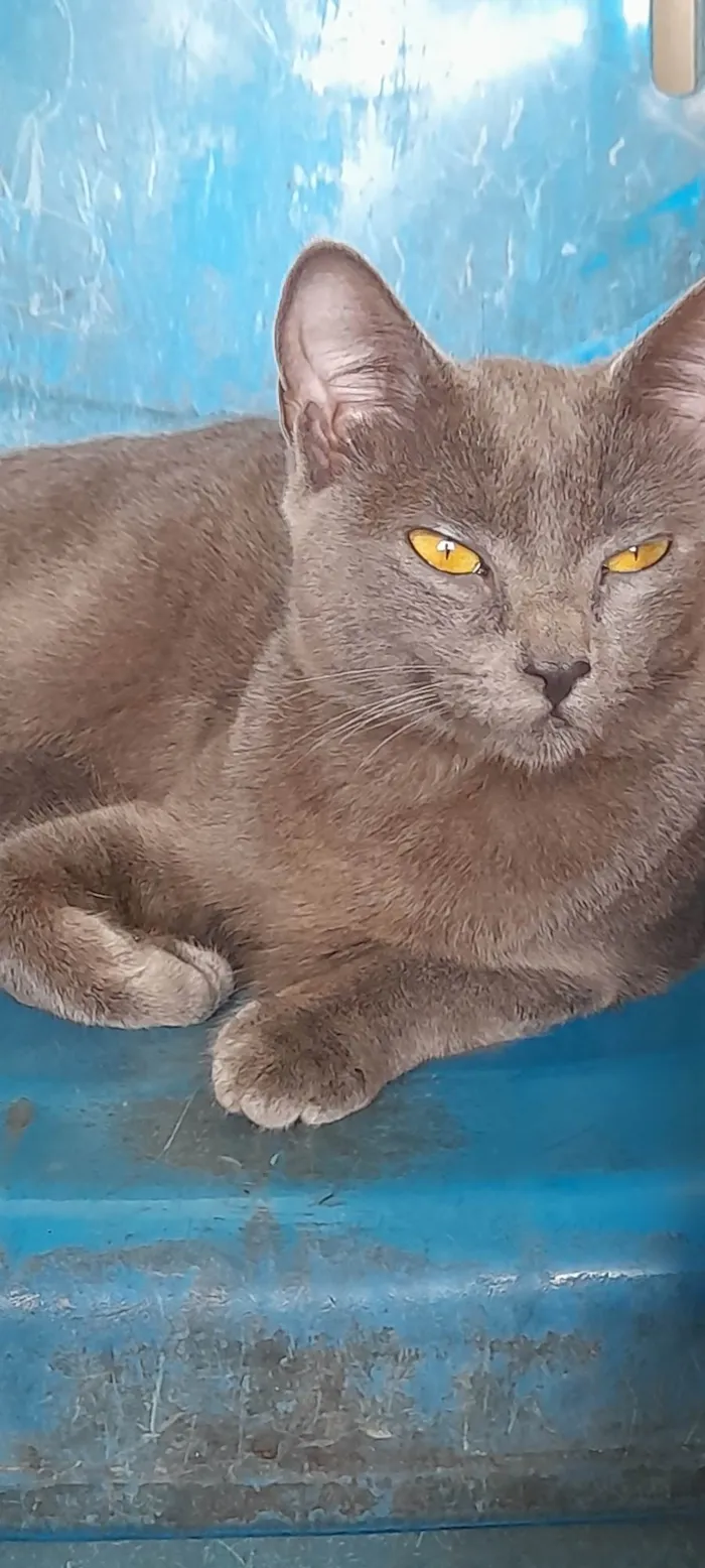Gato ra a SRD idade 7 a 11 meses nome Juninha
