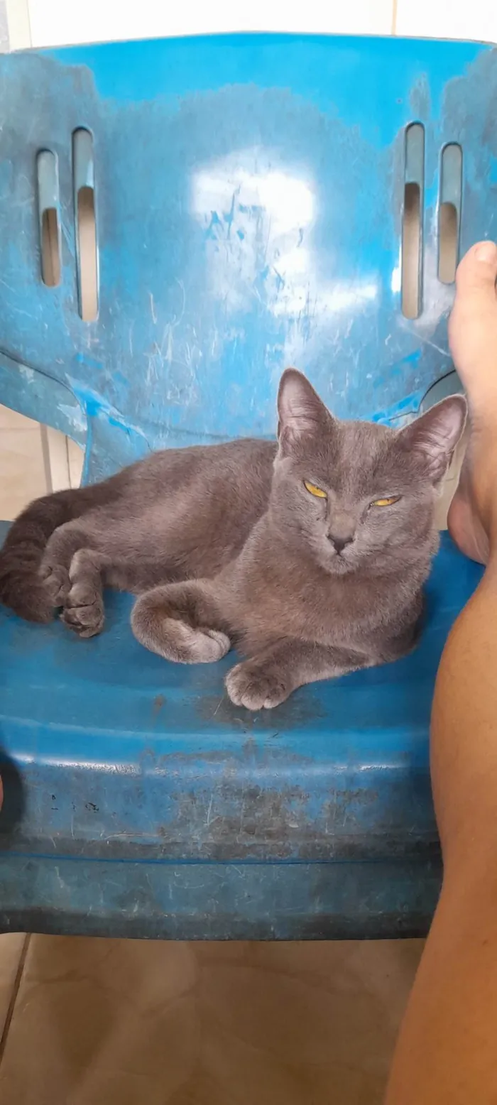 Gato ra a SRD idade 7 a 11 meses nome Juninha