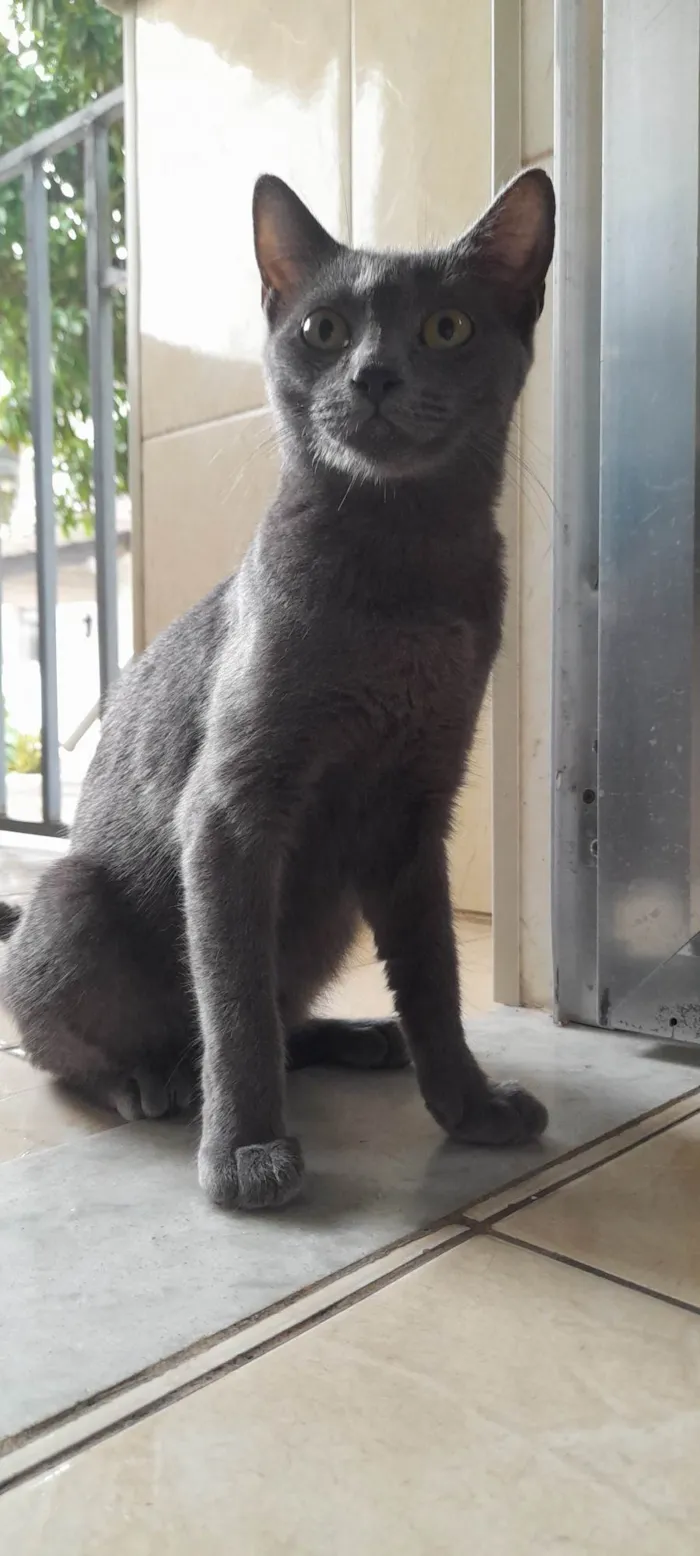 Gato ra a SRD idade 7 a 11 meses nome Juninha