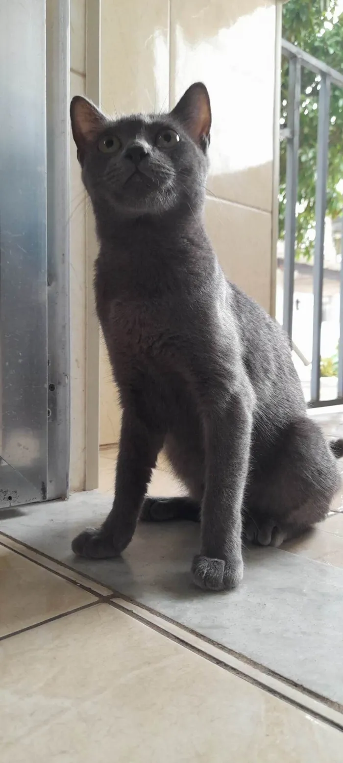 Gato ra a SRD idade 7 a 11 meses nome Juninha