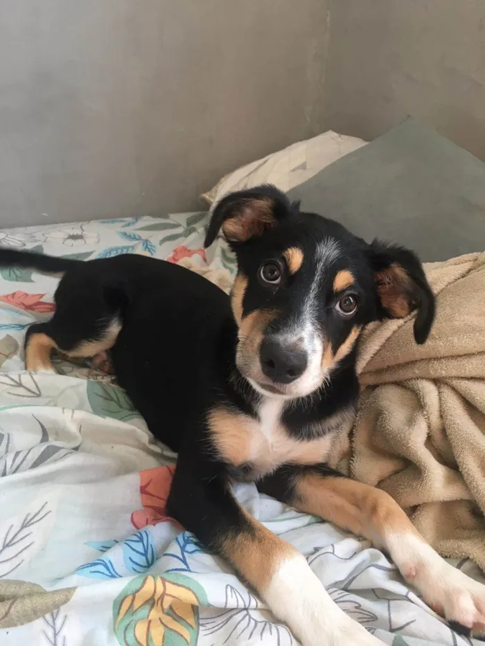 Cachorro raça  idade 2 a 6 meses nome Bruce