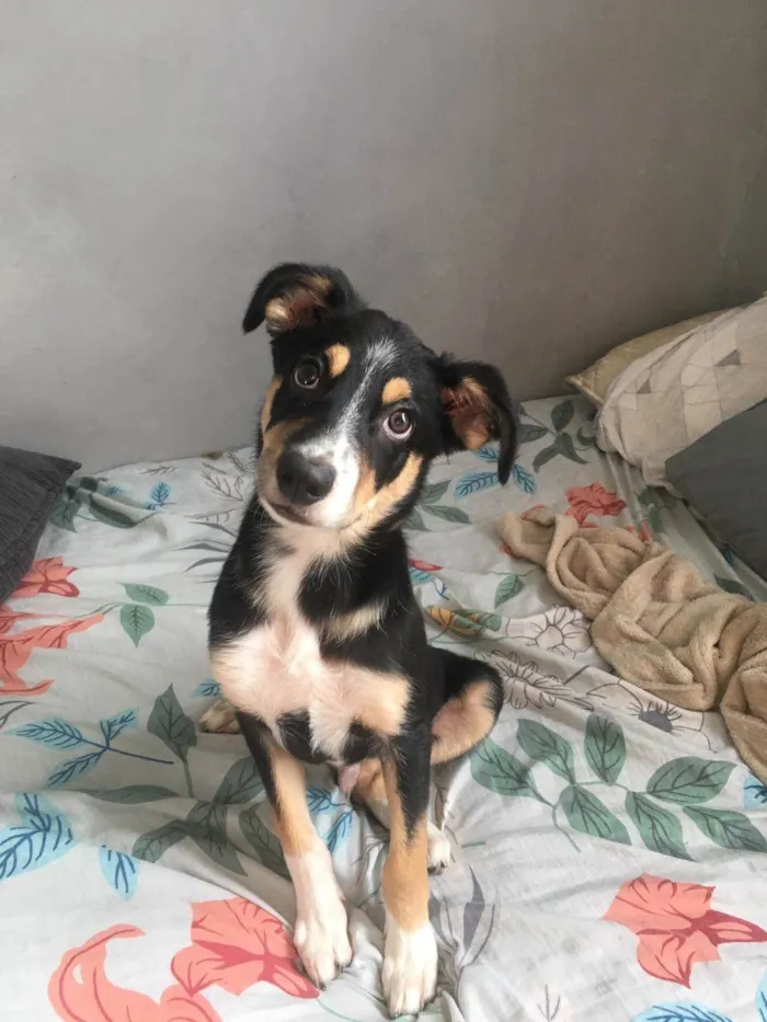 Cachorro raça  idade 2 a 6 meses nome Bruce