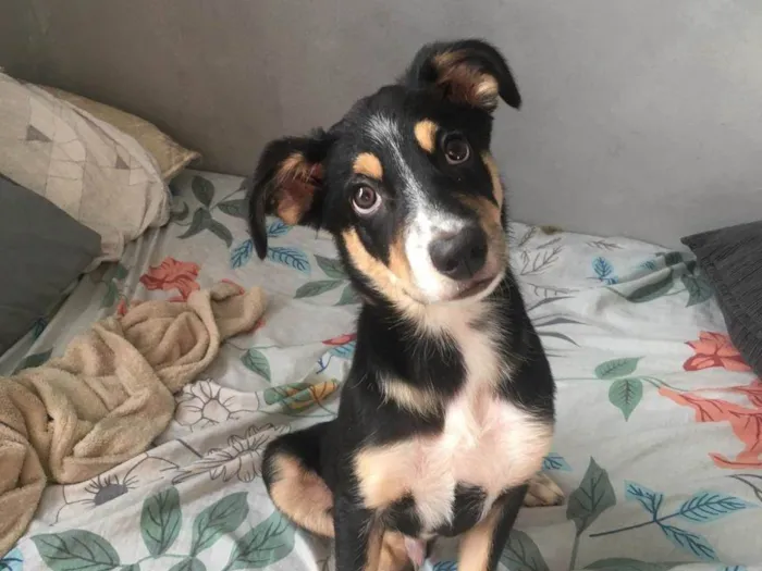 Cachorro raça  idade 2 a 6 meses nome Bruce