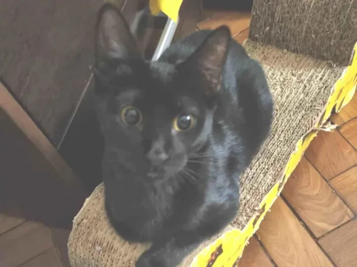 Gato ra a Srd idade 2 a 6 meses nome Panterinha Ronron