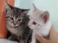 Juma, Megg e Linda