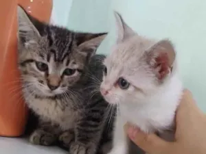 Gato raça SRD-ViraLata idade 2 a 6 meses nome Juma, Megg e Linda
