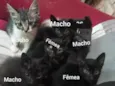 Não tem 