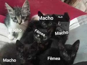 Gato raça SRD-ViraLata idade 2 a 6 meses nome Não tem 