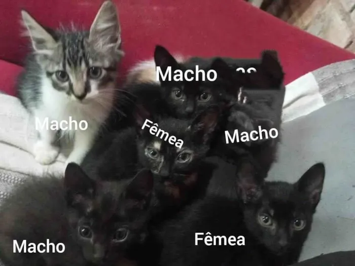 Gato ra a SRD-ViraLata idade 2 a 6 meses nome Não tem 