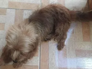 Cachorro raça  idade 7 a 11 meses nome Bidu