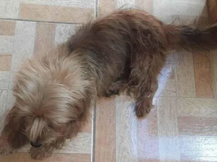 Cachorro ra a  idade 7 a 11 meses nome Bidu