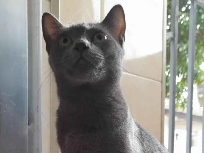 Gato ra a SRD idade 7 a 11 meses nome Juninha