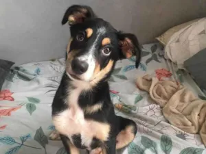 Cachorro raça  idade 2 a 6 meses nome Bruce
