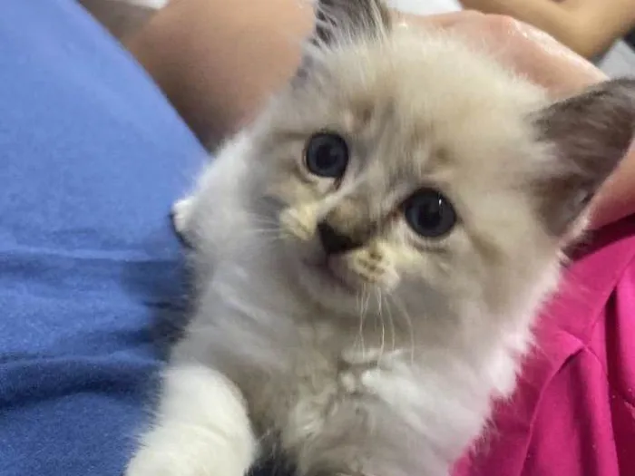 Gato ra a SRD-ViraLata idade Abaixo de 2 meses nome Mitose 