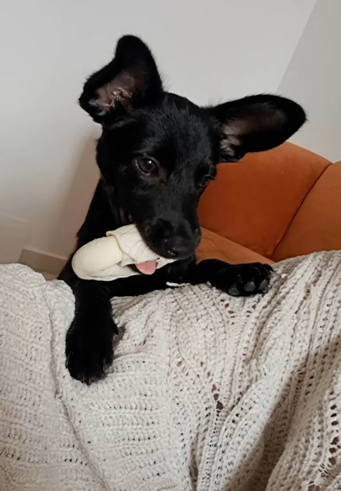 Cachorro raça SRD-ViraLata idade 2 a 6 meses nome Nico