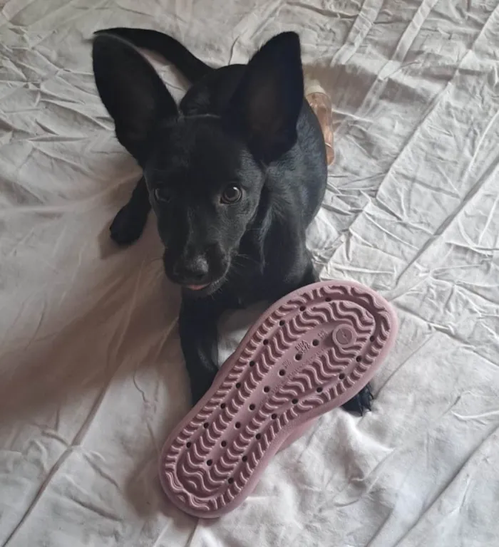 Cachorro raça SRD-ViraLata idade 2 a 6 meses nome Nico