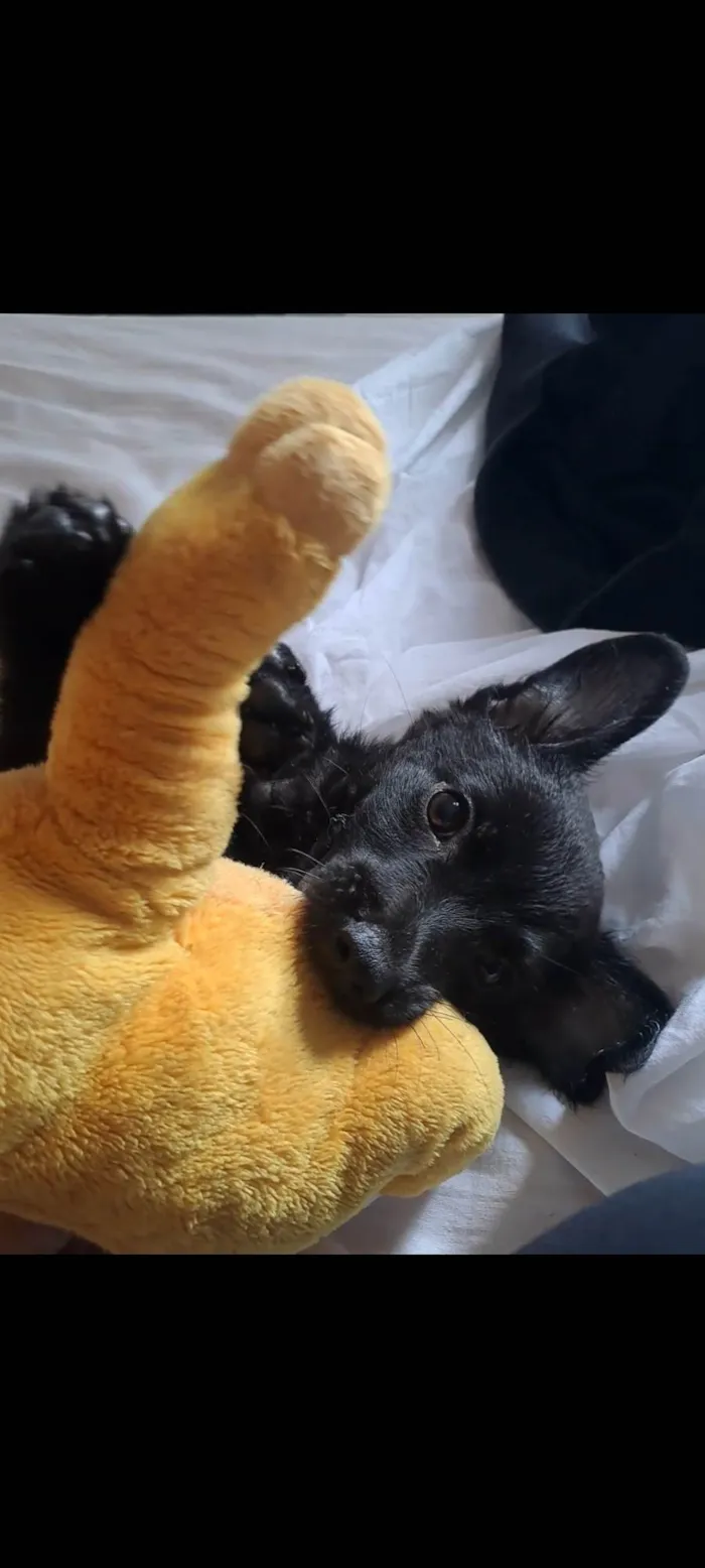 Cachorro raça SRD-ViraLata idade 2 a 6 meses nome Nico