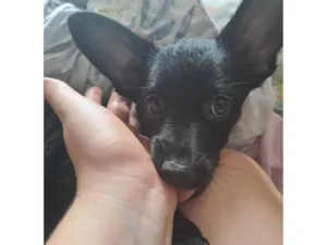 Cachorro raça SRD-ViraLata idade 2 a 6 meses nome Nico
